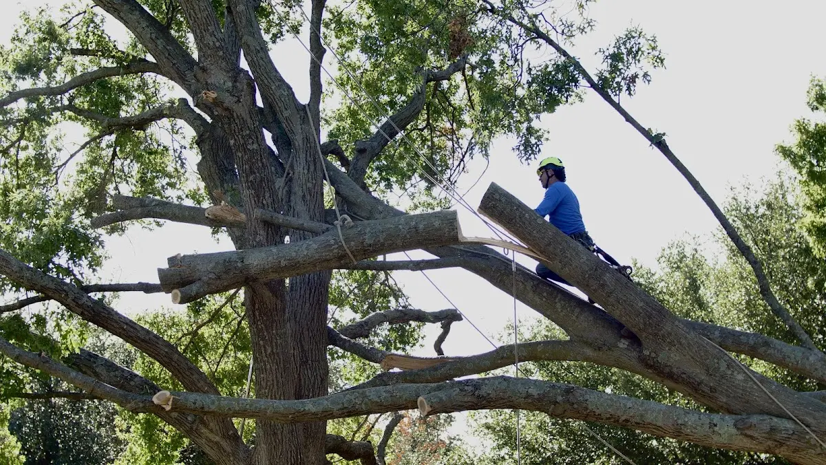 Professional Hazardous Tree Removal performed by certified arborists in Jupiter