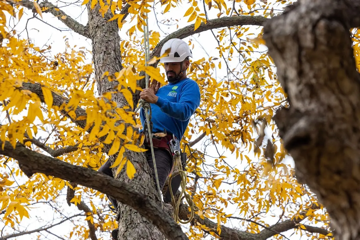 Skilled Tree Planting crew working in Jupiter